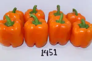 TS-1451 F1