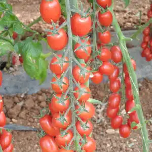 Cherry Cocktail
