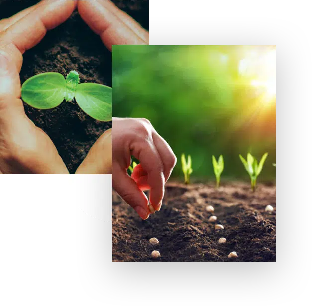 Trust Seeds