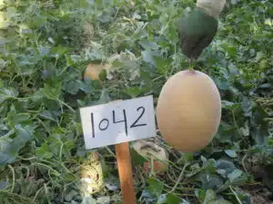 TS-1042 F1