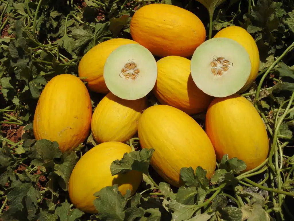 Trust Seeds image