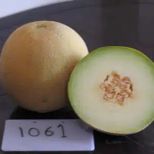 TS-1061 F1