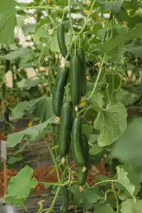 TS-777 F1