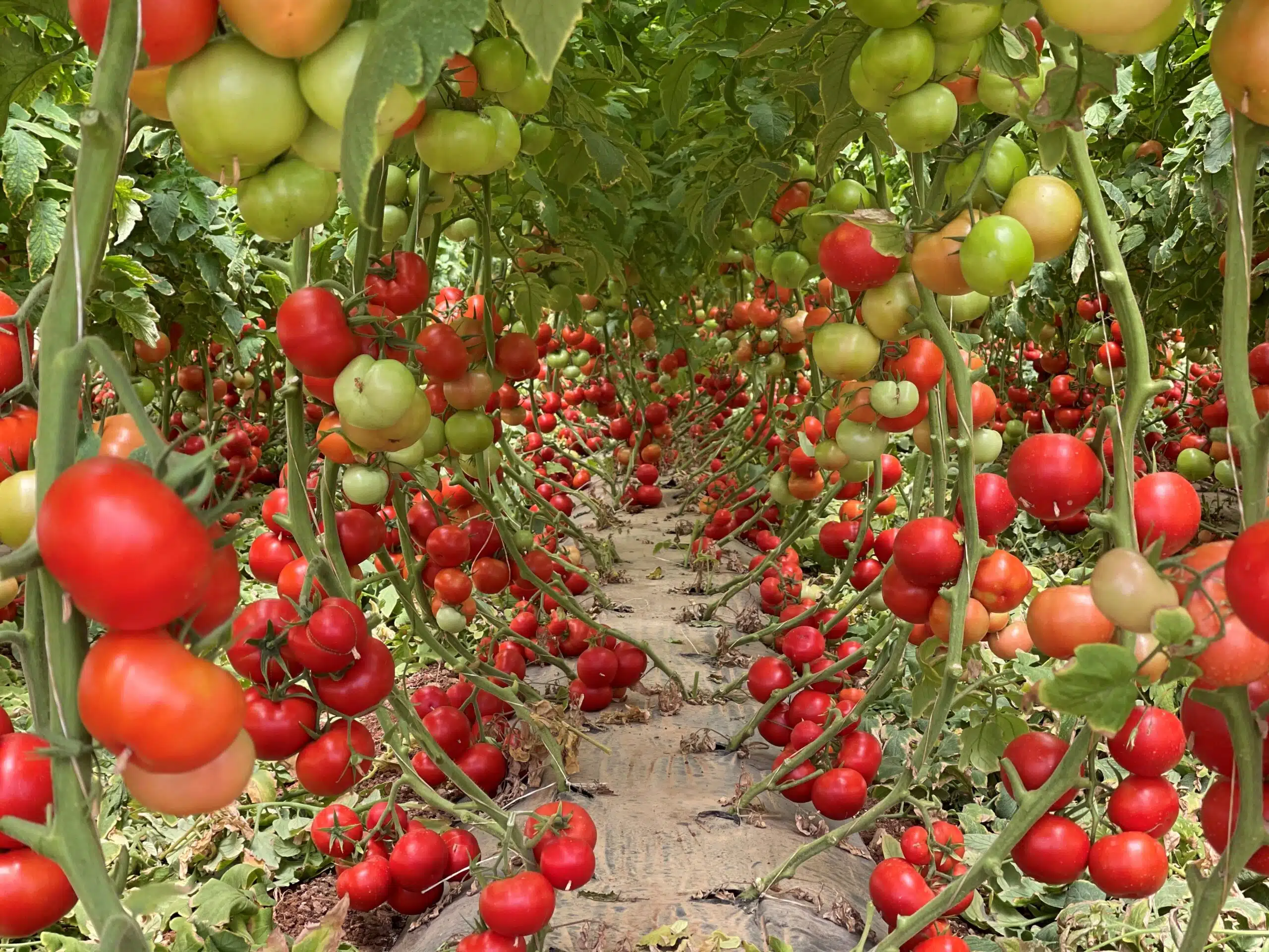 Tomato Trust Seeds Scaled