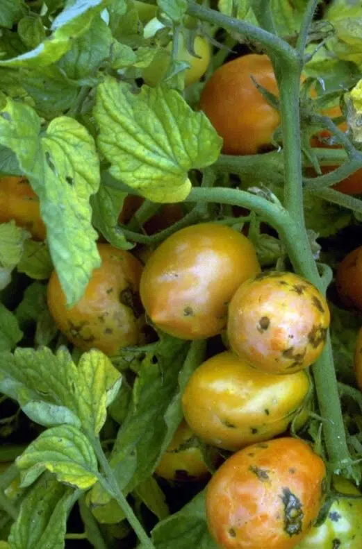 Tomato spotted wilt virus symptoms